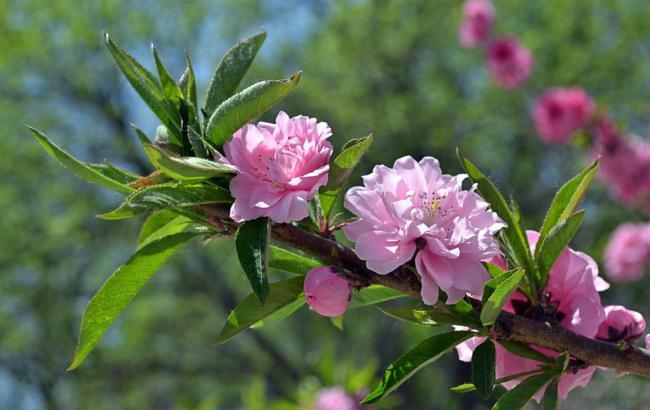 深圳市莲花山公园地址_深圳市莲花山公园介绍