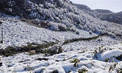 重庆到金佛山路线怎么走的啊_重庆到金佛山路线怎么走的啊多少钱