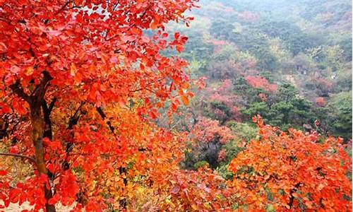 香山红叶什么时间最红_香山红叶什么时间最红啊