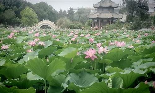 古莲花池_古莲花池的历史