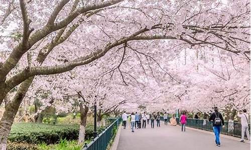 中山公园樱花几月开_青岛中山公园樱花几月开