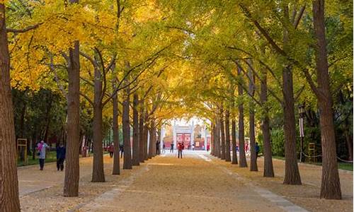 北京地坛公园银杏大道_北京地坛公园银杏大道在哪个门