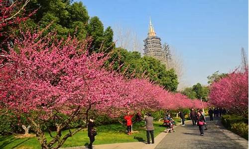 常州红梅公园梅花节历史_常州红梅公园梅花节历史介绍