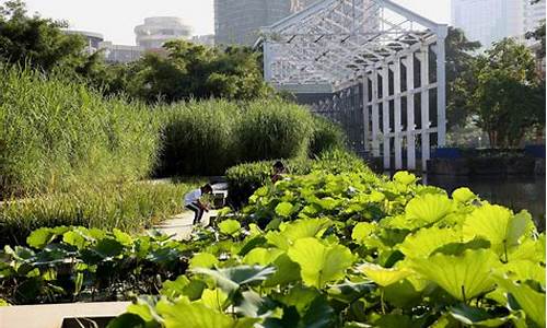 中山岐江公园生态修复_中山岐江公园生态修复项目