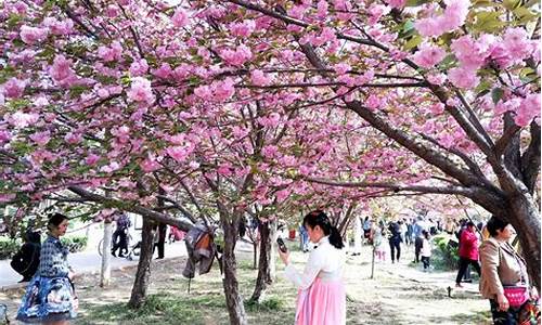 鹤壁旅游景点大全樱花_鹤壁旅游景点大全樱花图片